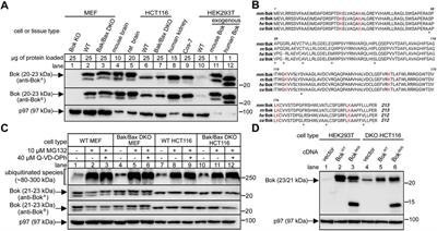 Endogenous Bok is stable at the endoplasmic reticulum membrane and does not mediate proteasome inhibitor-induced apoptosis